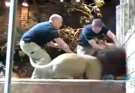 公狮子攻击饲育员 母狮的反应惊呆众人！