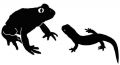 贪吃的古蛙：古生物学家发现亿年前的两栖动物战争