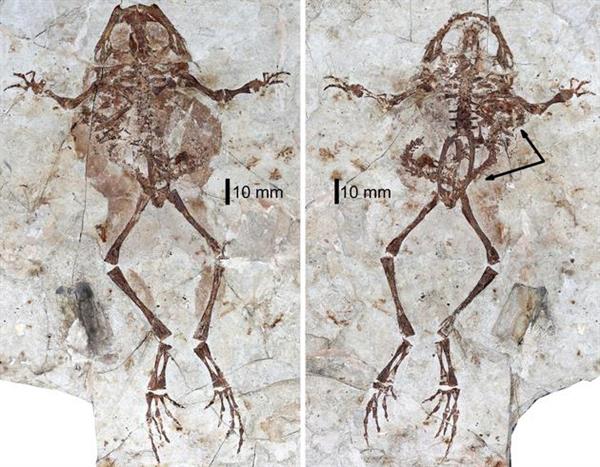 贪吃的古蛙：古生物学家发现亿年前的两栖动物战争