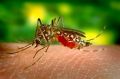 转基因真菌能99%蚊子：对抗疾病
