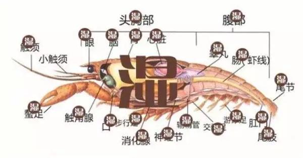 小龙虾是湿垃圾还是干垃圾？奶茶喝完咋扔？正解来了