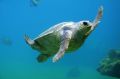 气温升高可能使佛得角海龟没有新的雄性孵化