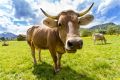 科学家通过基因组学了解到牛的起源