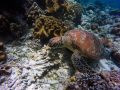 研究发现防晒霜对珊瑚礁有害