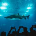 研究表明：过度捕捞导致鲨鱼濒临灭绝