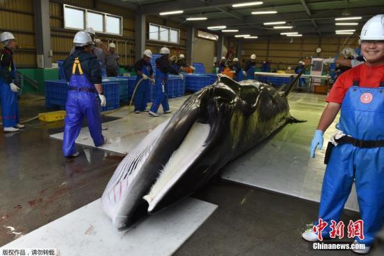 日本海豚湾进入血腥捕猎季 日本是怎么杀害鲸鱼海豚的?