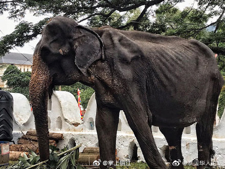 70岁皮包骨大象累瘫后去世，死对他来说是种解脱