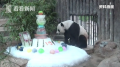 旅泰大熊猫创创被噎死怎么回事?旅泰大熊猫真正死因揭露