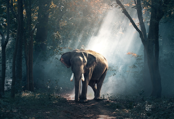 斯里兰卡7头大象疑被毒死：或因矛盾被村民毒死
