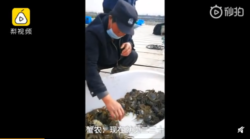 阳澄湖螃蟹大量滞销什么情况？阳澄湖螃蟹30一斤无人问津