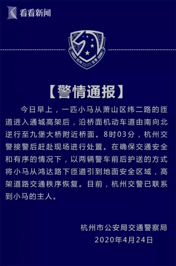 小马被同伴欺负离家出走怎么回事？小马早高峰独自跑上高架