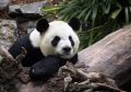 吃不到新鲜竹子旅加大熊猫将提前归国 旅加大熊猫回国具体内容详情一览