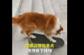 牧羊犬滑滑板下30级楼梯什么情况？画面曝光让人自叹不如！