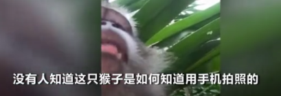 神操作：猴子偷手机后疯狂自拍