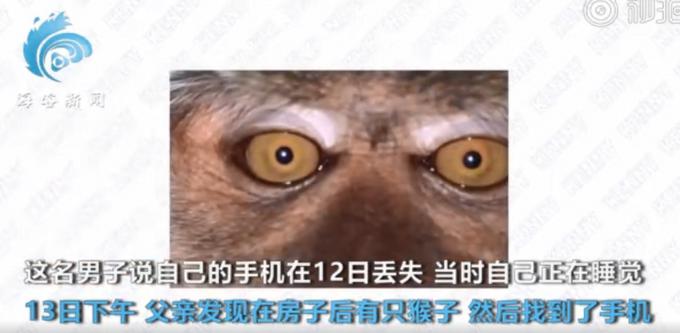马来西亚一猴子偷手机后疯狂自拍，甚至录制了一段“吃播”视频