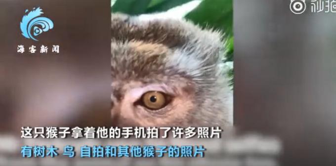 马来西亚一猴子偷手机后疯狂自拍，甚至录制了一段“吃播”视频