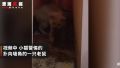 宠物猫在家捕4只老鼠整齐摆一起画面曝光 网友戏称这年头懂业务的猫不多了 