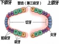 智齿人人都有吗？蚂蚁庄园3月27日答案最新