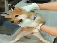 用铁钳拔柴犬牙男子被带走 自称剪尖牙真相详情曝光