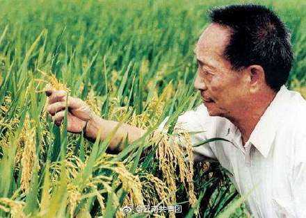 超级杂交水稻移栽冲击世界纪录 预计亩产1200公斤