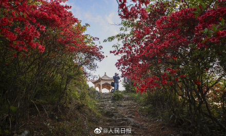 杜鹃花开遍山野是什么景象