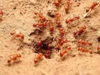 红火蚁位列全球百种最危险入侵物种 中国的外来入侵物种有哪些