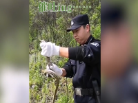 大蛇贪吃石头蛋被卡 菜花蛇遇上大麻烦,私闯民宅偷鸡蛋的它误食了