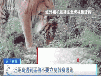 伤人东北虎进入隔离检疫期 东北虎被运至中国横道河子猫科动物饲养繁育中心