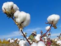 优衣库被指使用新疆棉花遭美国拦截 最新回应