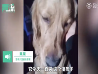 三名青年不幸溺亡忠犬守护 主人溺亡金毛双眼哭红不肯离开