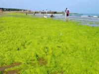 山东青岛遭最大规模浒苔侵袭 日本好像就用海藻灰肥田
