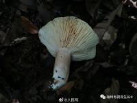 太可拍！广东祖孙3人食用毒蘑菇致死 专家提醒这些你别碰