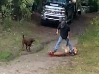 男子发现美洲狮攻击爱犬将其砍死 活活砍死了美洲狮