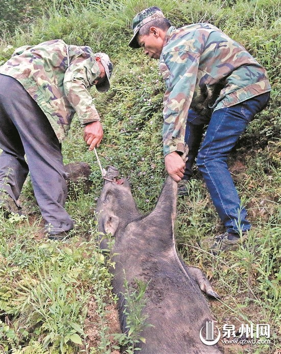 野猪泛滥成灾捕杀后脑吗?为什么不能捕杀野猪