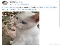 当家主母小猫事件后续：当家主母的猫现状到底如何?当家主母的猫入驻微博