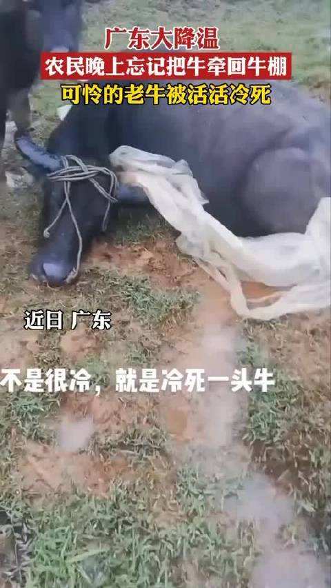 可怜又搞笑 广东一头牛被活活冻死