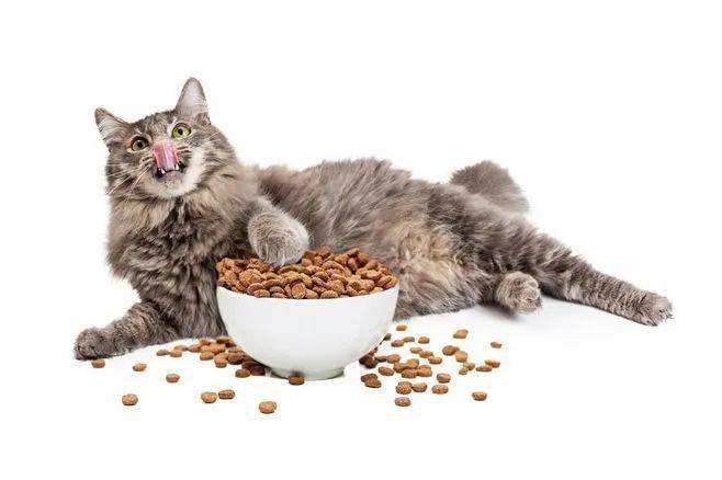 近百只猫咪疑似因食用某品牌猫粮后死亡 商家:已送检