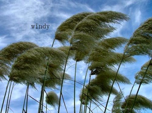 windy是什么意思