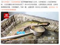北京海淀一小区惊现怪鱼 鳄雀鳝是什么鱼