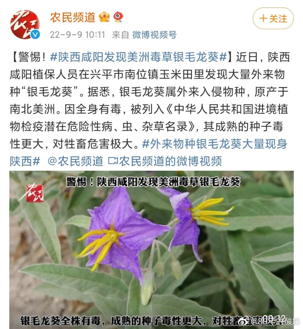 陕西咸阳发现美洲毒草银毛龙葵 外来物种银毛龙葵大量现身陕西