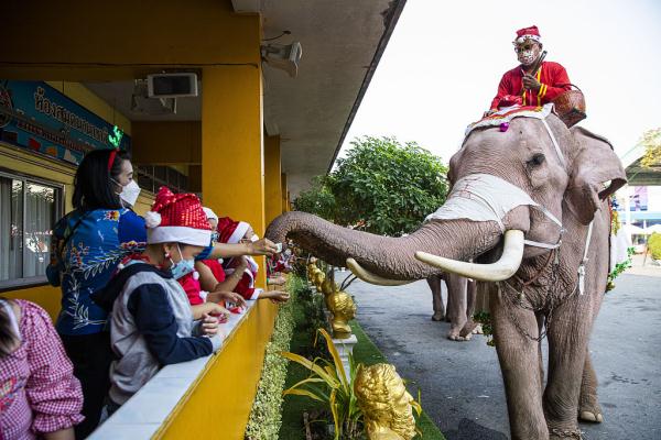 泰国大象“失业” 靠表演赚钱的大象纷纷“失业”