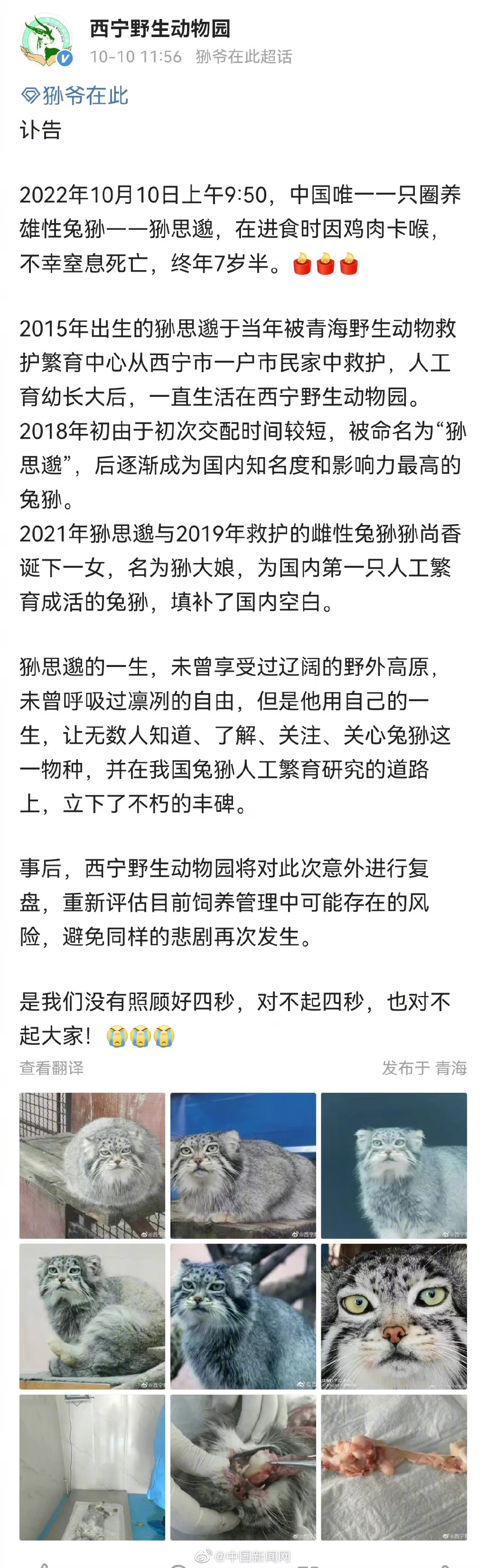 网红兔狲狲思邈意外死亡是怎么回事,狲思邈是谁