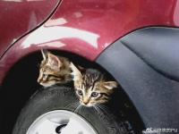 小猫钻进引擎盖交警学猫叫解救  猫咪钻到引擎盖里怎么办