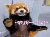云南小熊猫翘班跑进学生宿舍 动物园回应小熊猫跑进高校