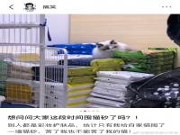 养猫人囤猫砂有多硬核  家养猫会用猫砂吗 养猫要买猫砂吗