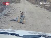 巡逻遇2只东北虎迎面走来  夜班巡逻偶遇东北虎 巡逻野生东北虎