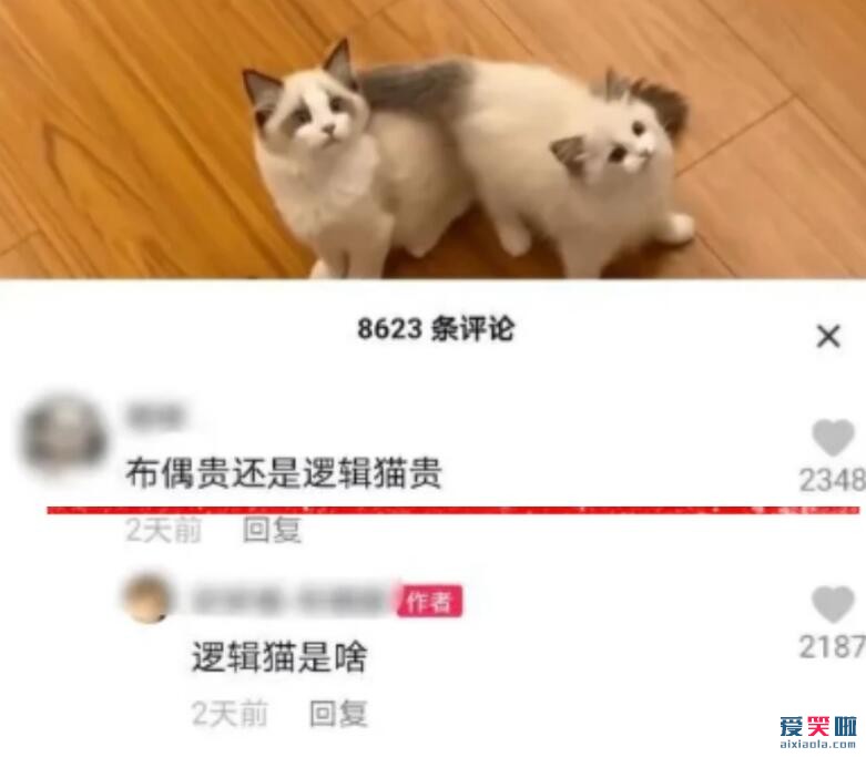 逻辑猫是什么猫？逻辑猫和暹罗猫的区别