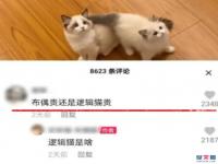 逻辑猫为什么叫逻辑猫 逻辑猫好养吗 逻辑猫和暹罗猫怎么读