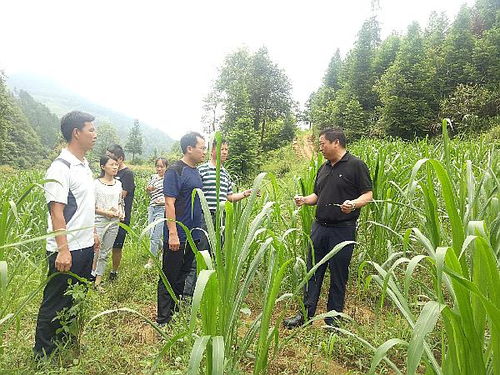 种植什么最赚钱农村