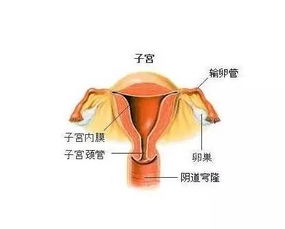 胚胎放入子宫游走图片